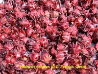 Hibiscus calyces © G. Trébuil, CIRAD