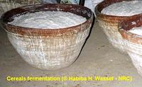 Cereals fermentation © H. H. Wassef, NRC