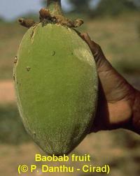 Baobab fruit © P. Danthu, CIRAD