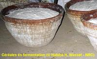 Céréales en fermentation © H. H. Wassef, NRC