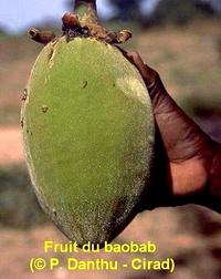 Le fruit du baobab est appelé pain de singe © P. Danthu, Cirad
