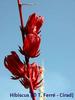 Hibiscus rouge (Hibiscus sabdariffa L.) © T. Ferré, Cirad