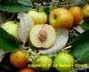 Des jaabi, encore appelé jujube tropical ou pomme surette (Ziziphus mauritiana Lam.) © F. Le Bellec, Cirad